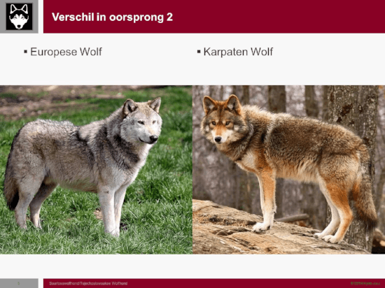 Presentatie Saarlooswolfhond en Tsjechoslowaakse Wolfhond – Nederlandse ...