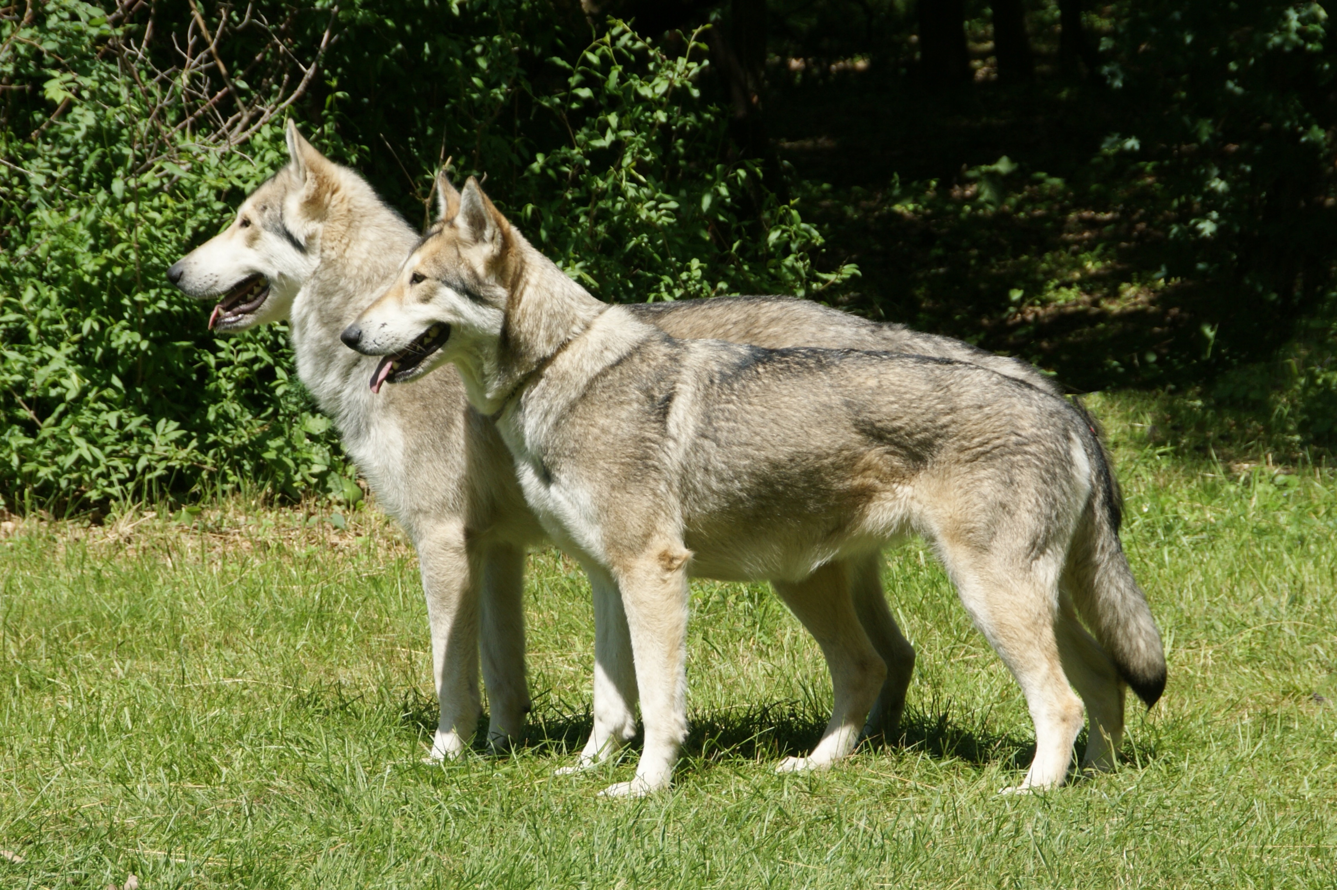 Verdragen Aanpassing Bende Nederlandse Vereniging van Saarlooswolfhonden